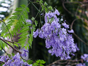 廣州藍(lán)花楹開(kāi)花繁盛，四年來最美豔