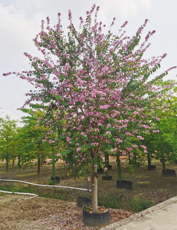 宮粉紫荊