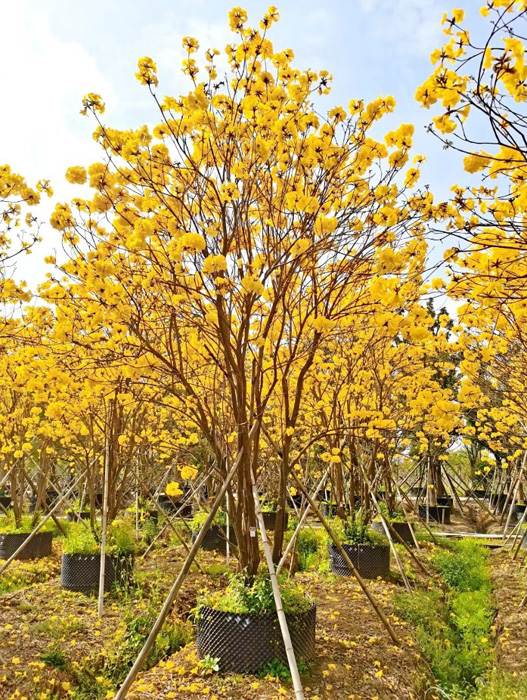 黃花風鈴木（叢生(shēng)）