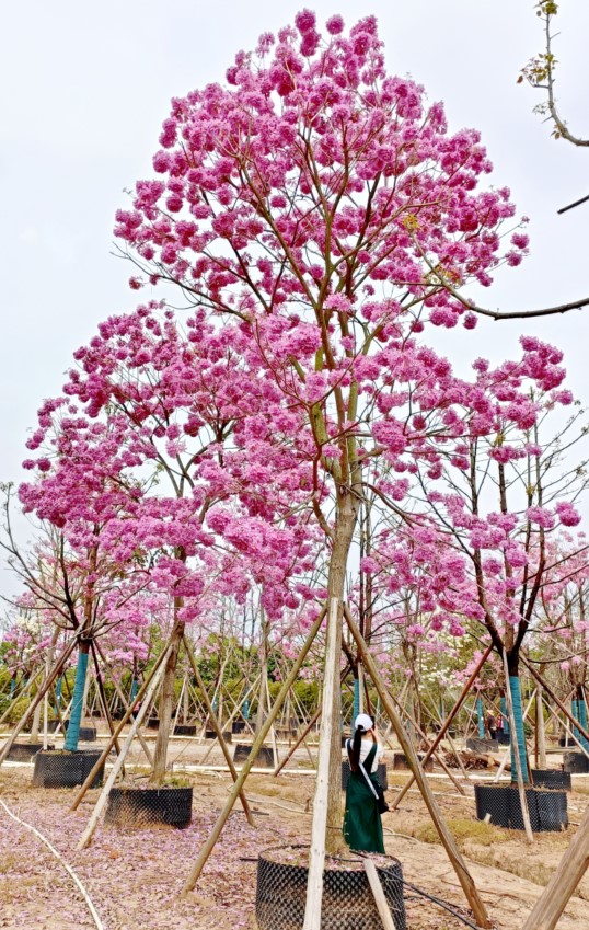 紫花風鈴木